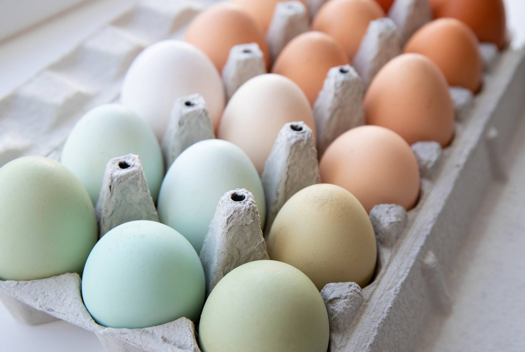 Beyond White & Brown: Uncovering Green Egg-Laying Chickens